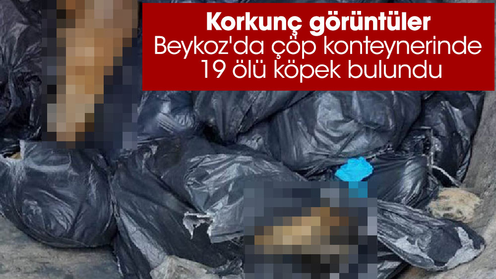 Beykoz'da çöp konteynerinde 19 ölü köpek bulundu