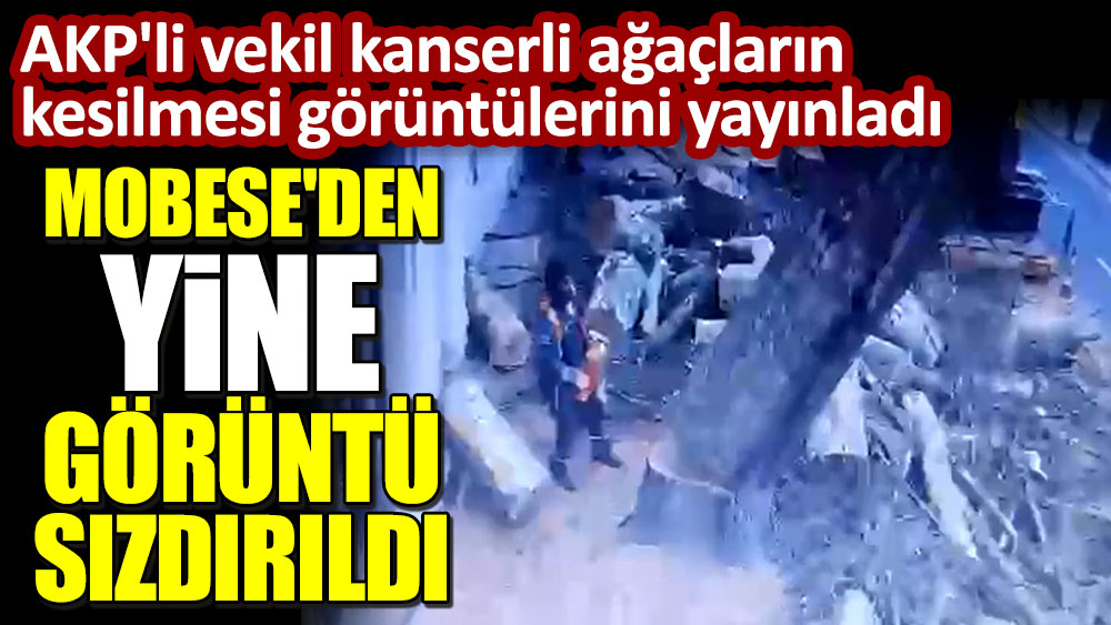 MOBESE'den yine görüntü sızdırıldı! AKP'li vekil kanserli ağaçların kesilmesi görüntülerini yayınladı