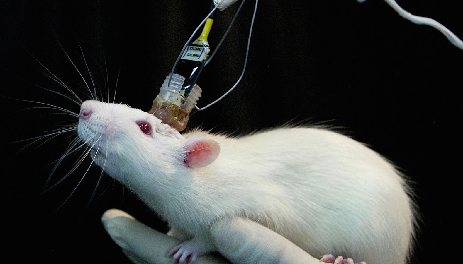 Bilim insanları bu kez fareleri güzel şeyler için kullandı!
