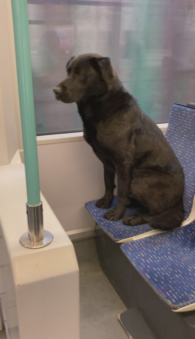 Sokak köpeği soğuk nedeniyle tramvayda yolculuk yaptı