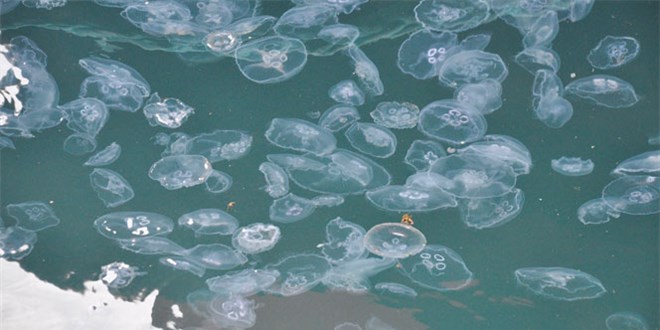 Antalya'da binlerce denizanası kıyıya vurdu