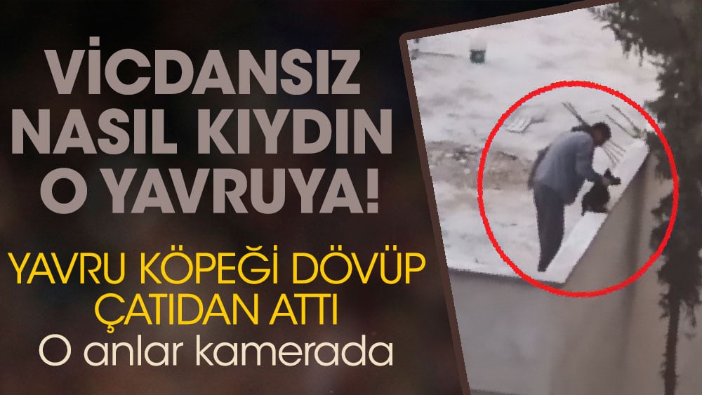 Nasıl kıydın o yavruya! Yavru köpeği dövüp, çatıdan attı; o anlar kamerada