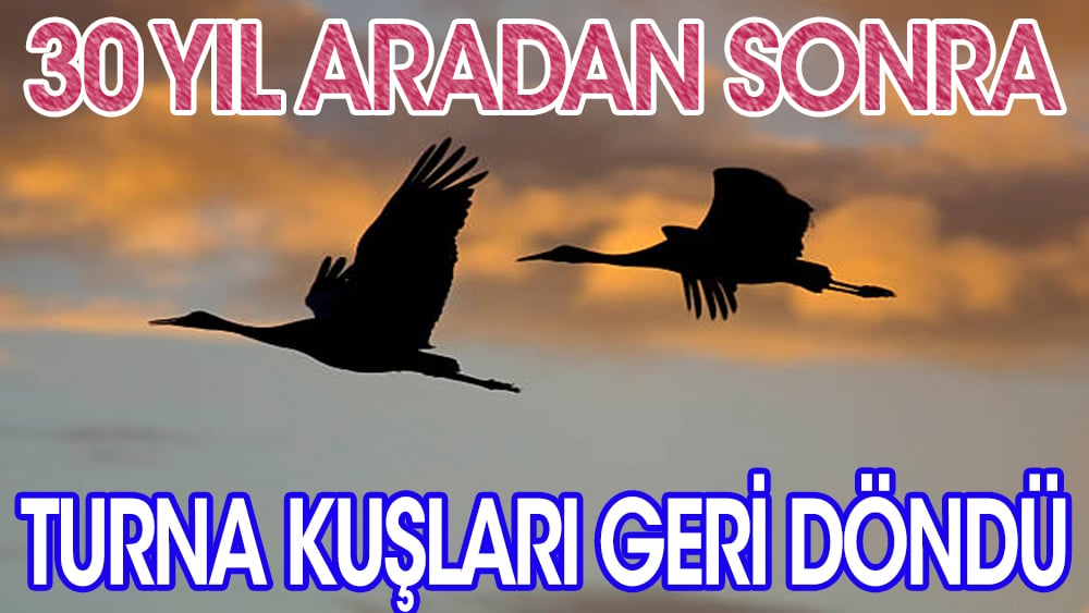 Turna kuşları, 30 yıl sonra geri döndü