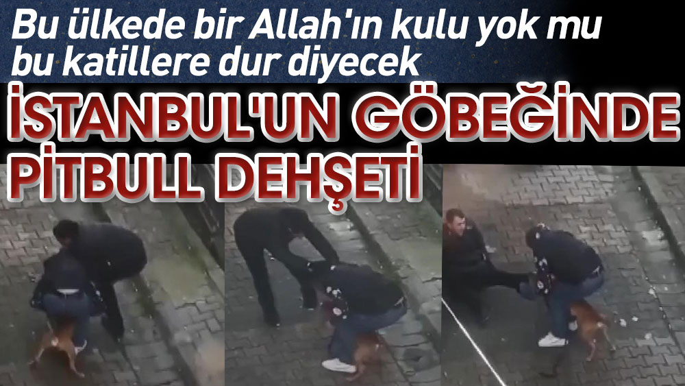 Bu ülkede bir Allah'ın kulu yok bu katillere dur diyecek. İstanbul'un göbeğinde pitbull dehşeti