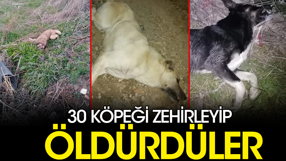 Bursa’da 15 günde 30 köpek zehirlenerek öldürüldü. Zehirlenen yavru köpeklerin nefes almaya çalıştığı o anlar, video çekenleri bile ağlattı