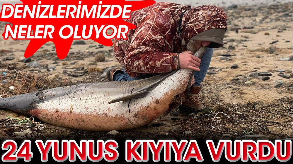 Denizlerimizde neler oluyor? 24 ölü yunus İstanbul kıyılarına vurdu