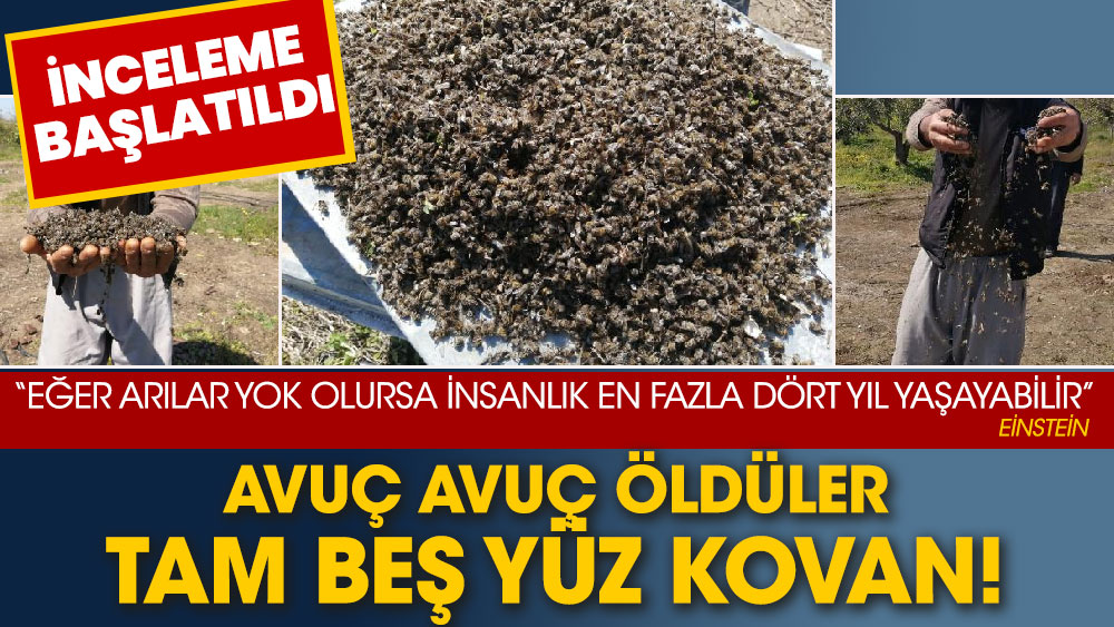 Tam beş yüz kovan arı öldü, inceleme başlatıldı