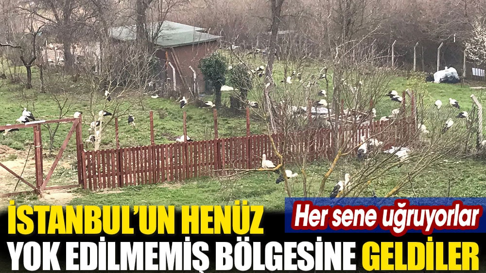 İstanbul'un henüz yok edilmemiş bölgesine geldiler