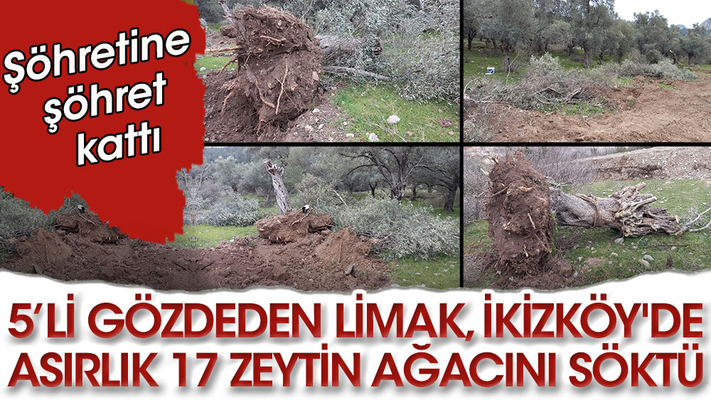 5'li gözdeden Limak, İkizköy'de asırlık 17 zeytin ağacını söktü! Şöhretine şöhret kattı