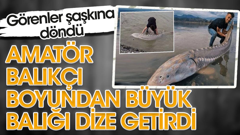 Amatör balıkçı boyundan büyük balığı dize getirdi