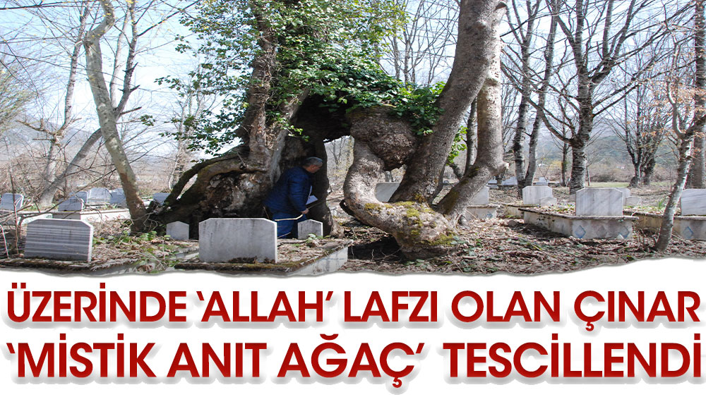 Üzerinde 'Allah' lafzı olan çınar, 'Mistik Anıt Ağaç' olarak tescillendi