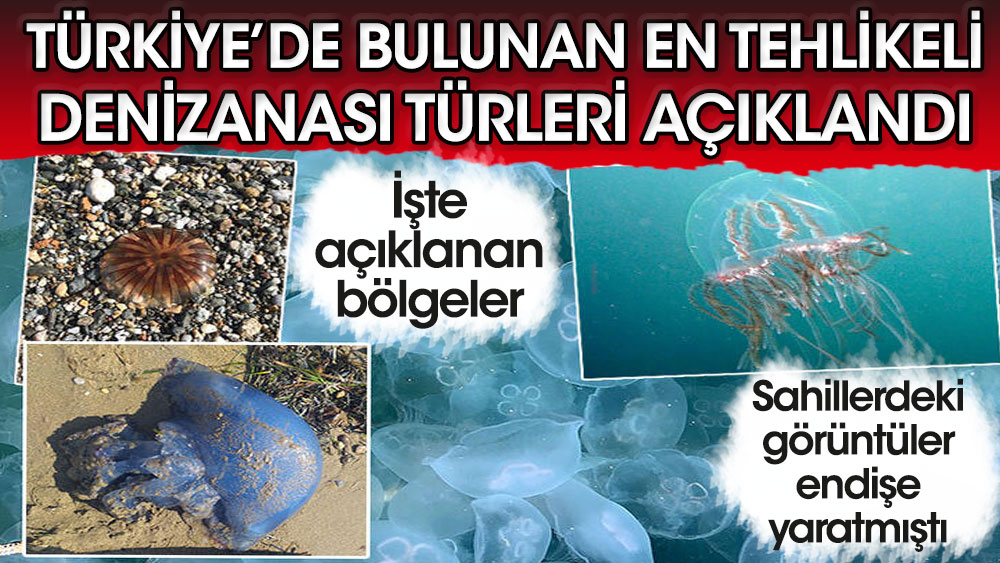 Türkiye'deki en tehlikeli denizanası türleri açıklandı! Sahillerdeki görüntüler endişe yaratmıştı...