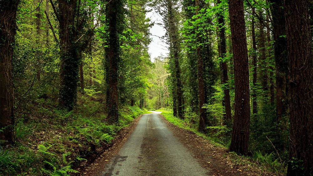 Manisa Orman İşletme Müdürlüğü orman yolu yaptıracak