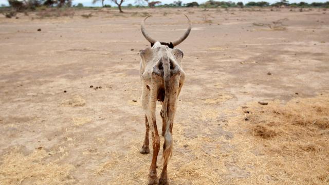 Etiyopya'da kuraklık yüz binlerce hayvanın canına mal oldu