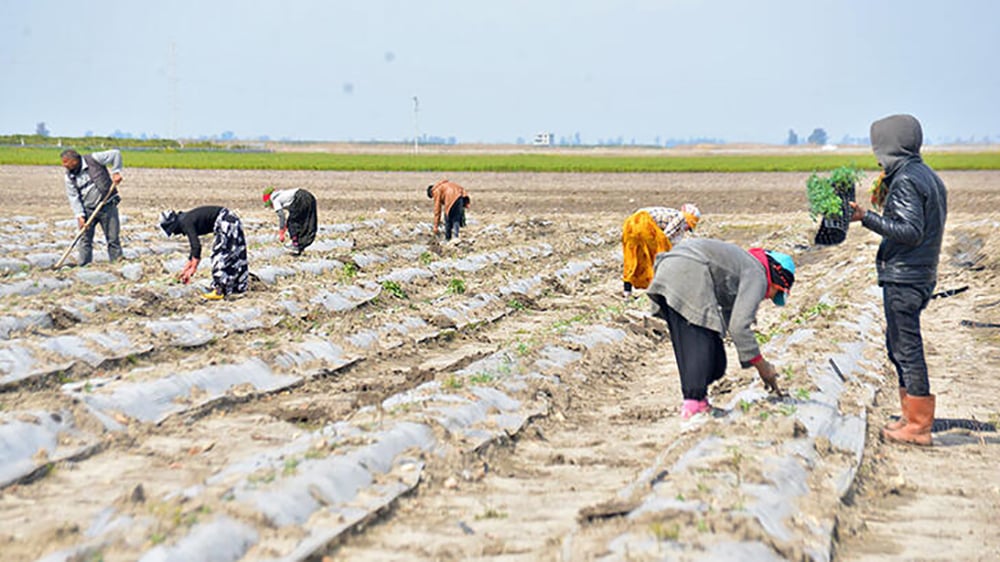 Meteoroloji'den 4 il için zirai don uyarısı