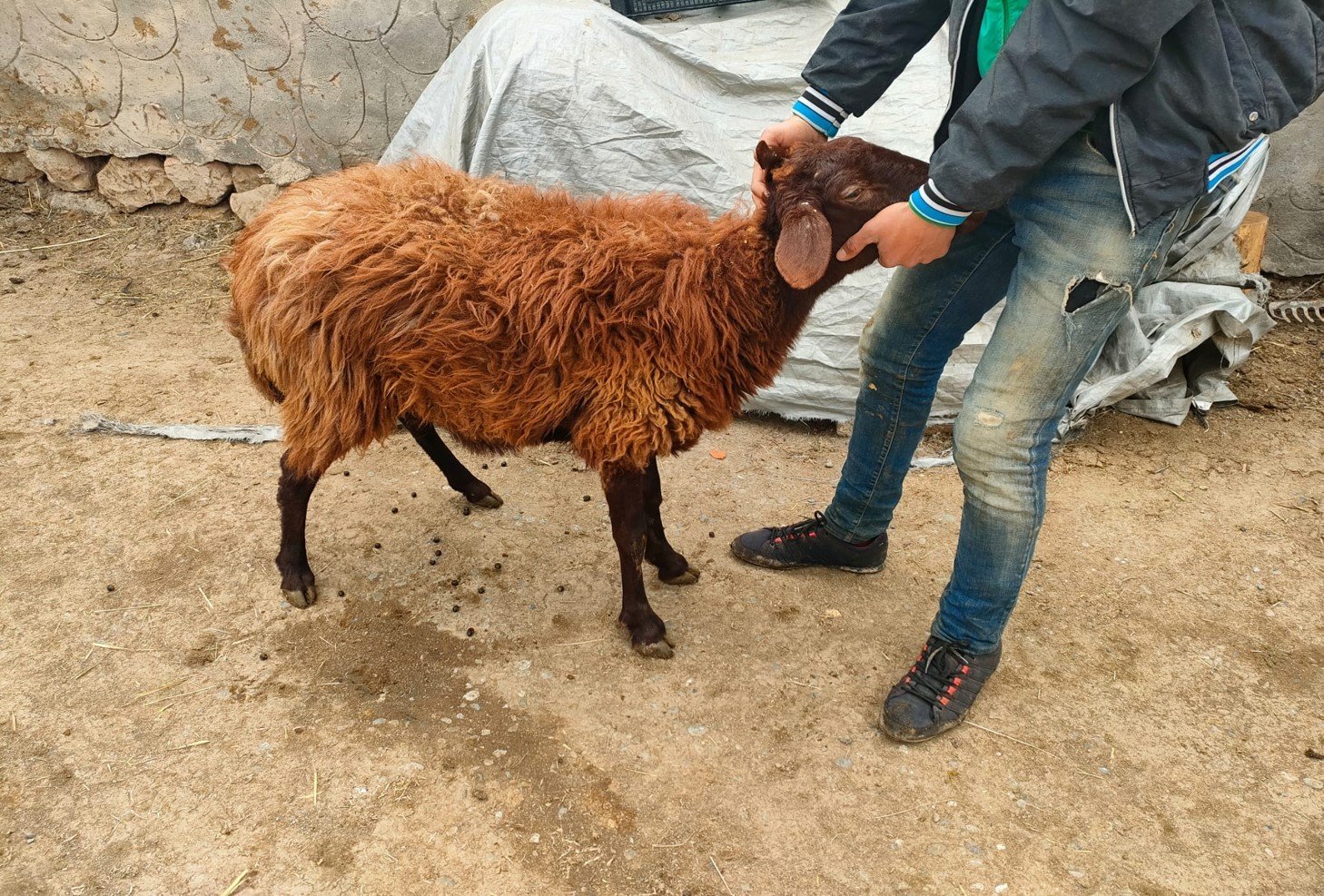 Iğdır'da koyun hırsızlığı