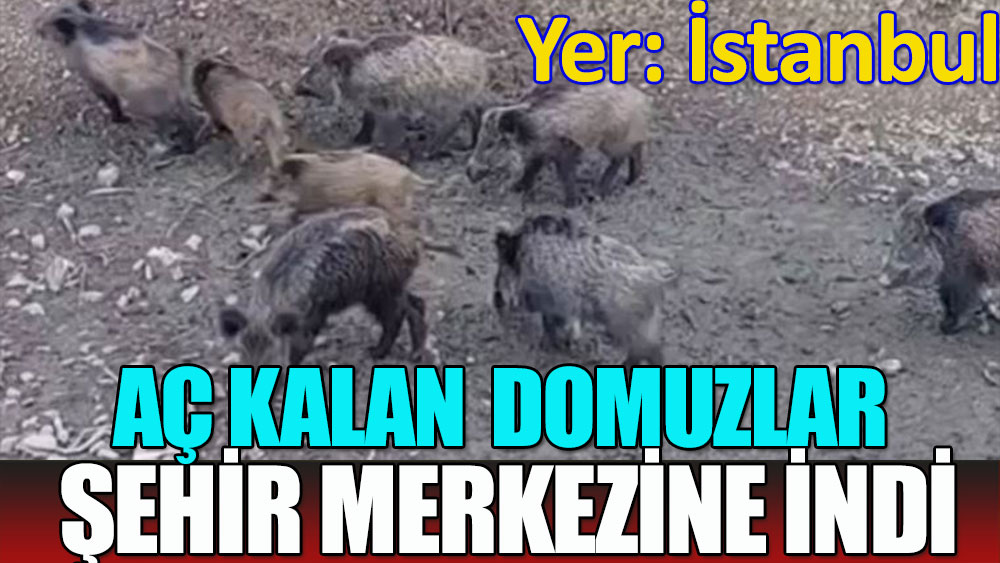İstanbul’da domuzlar şehir merkezine indi