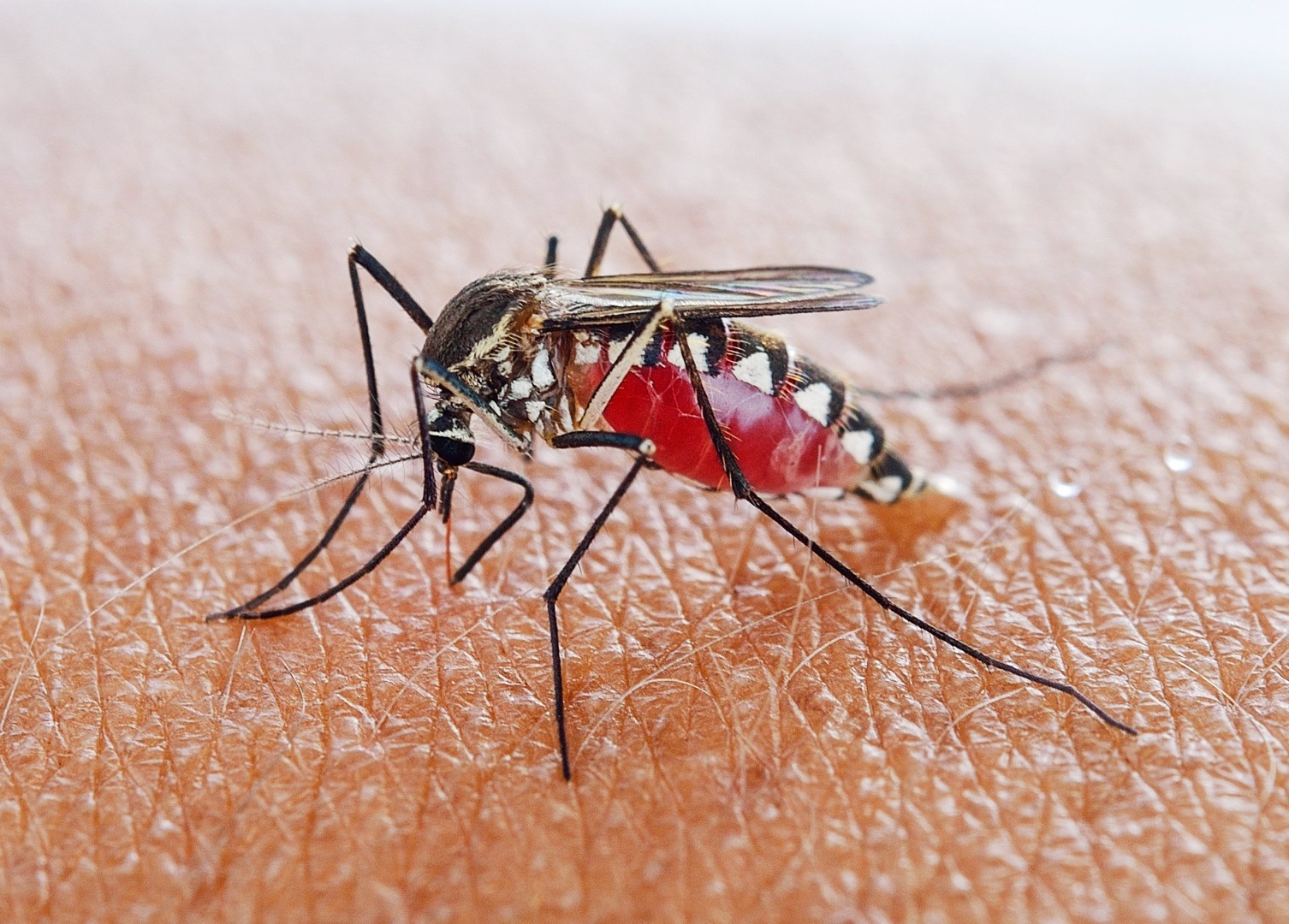 Sivrisinek dönemi yaklaşırken ısırmalarını önleme yöntemi bulundu