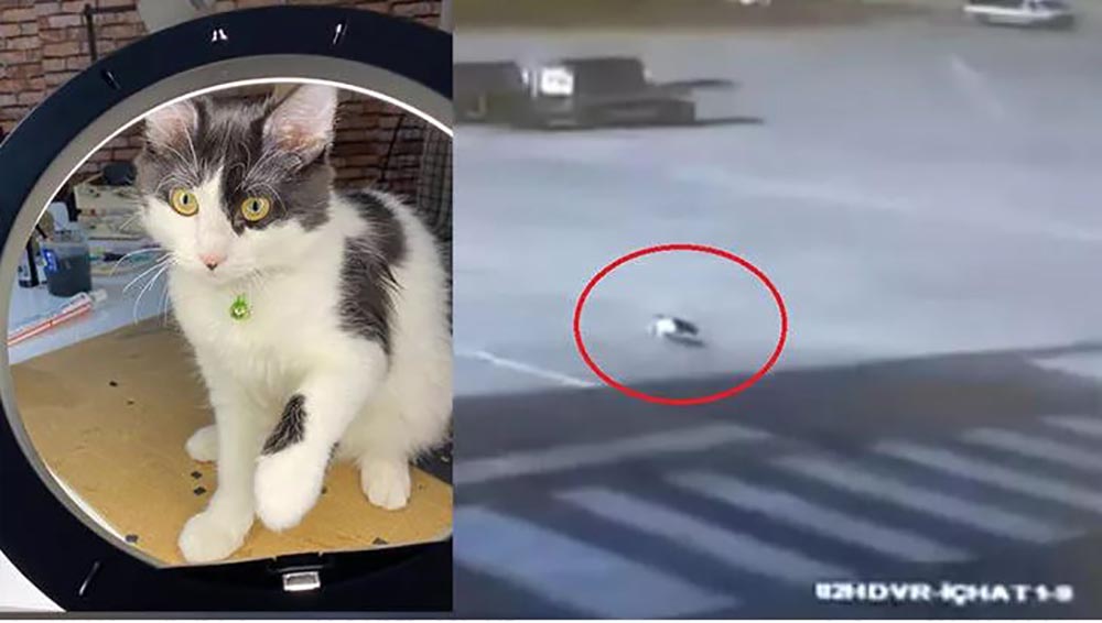Havalimanında kaybolan kedi 'Aslan'dan sevindiren haber