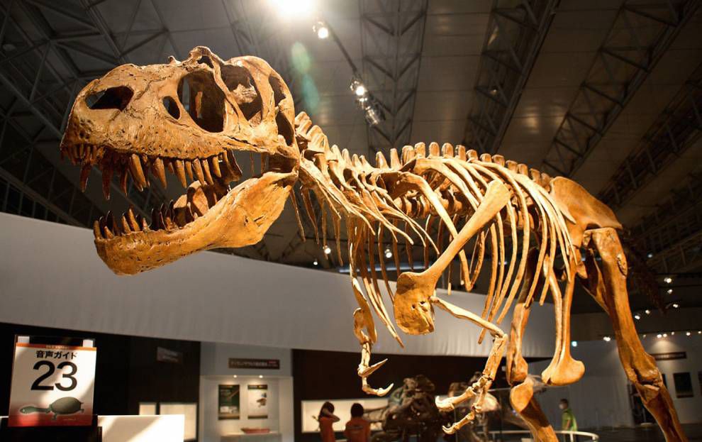 66 milyon yıllık dinozor fosili bulundu. Son dinozorlardan olabilir