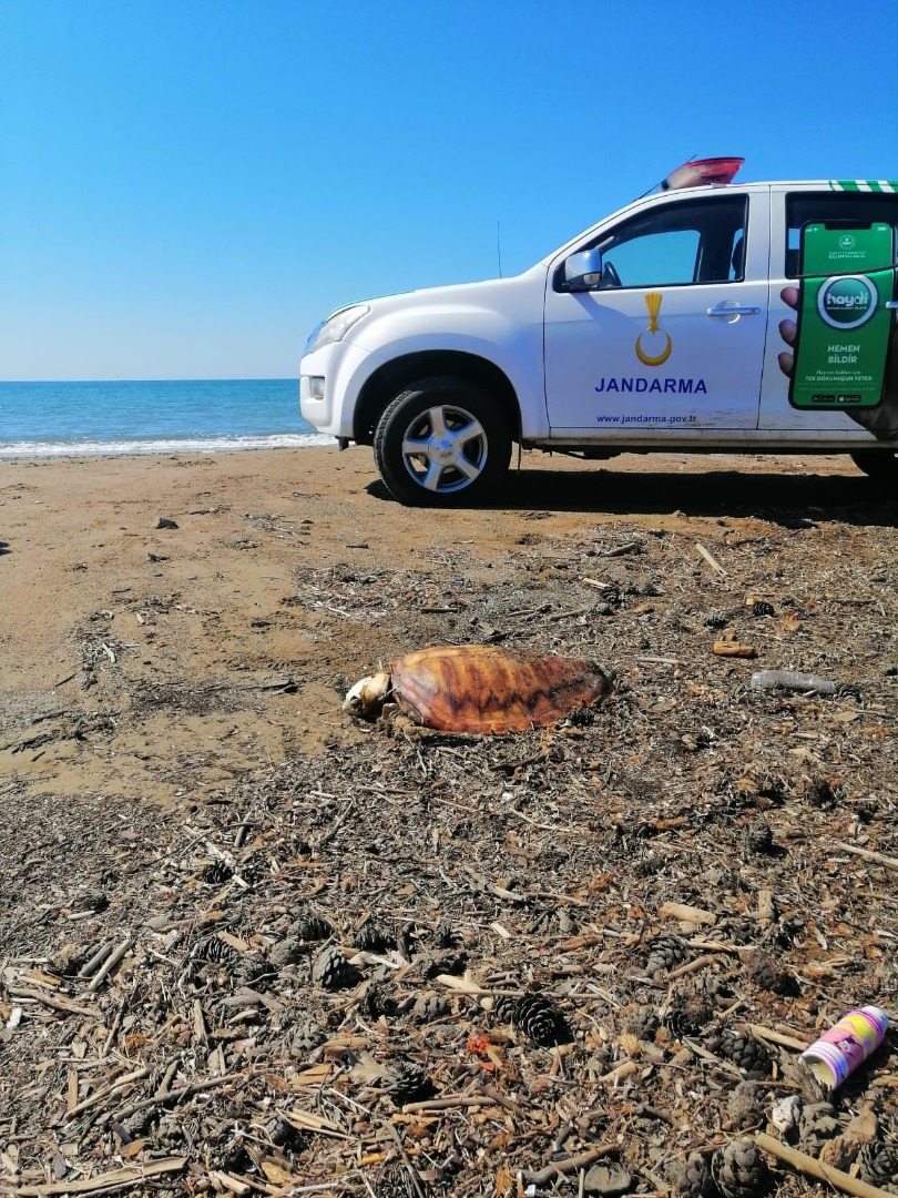 Antalya'da ölü caretta carettalar sahile vurdu