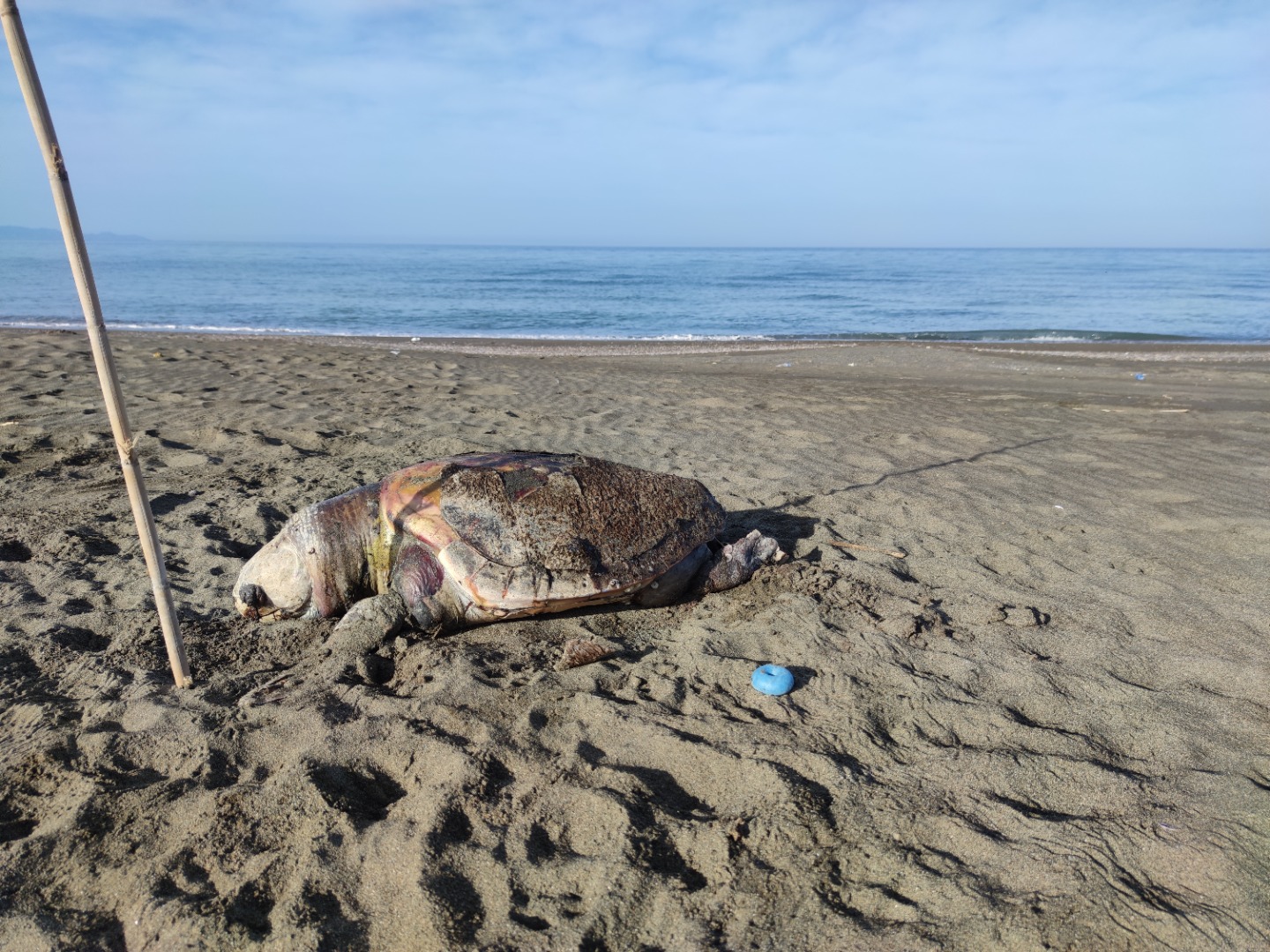 Nesli tehlike altında olan 4 yeşil deniz kaplumbağası ölü bulundu