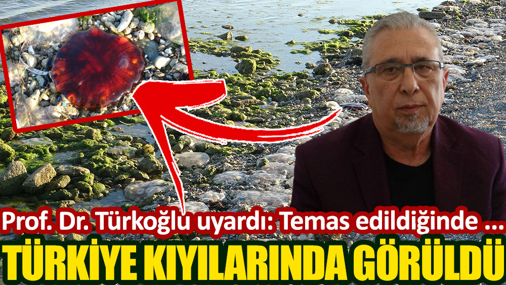 Türkiye kıyılarında görüldü! Prof. Dr. Türkoğlu uyardı: Temas edildiğinde…