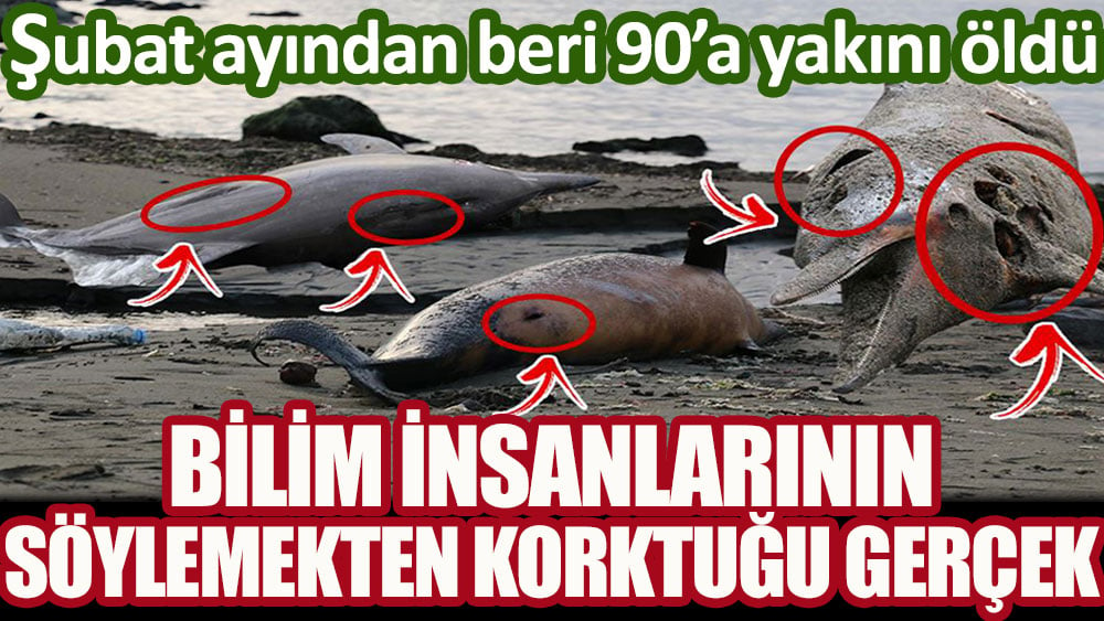 Bilim insanlarının söylemekten korktuğu gerçek! Şubat ayından beri 90'a yakını öldü...