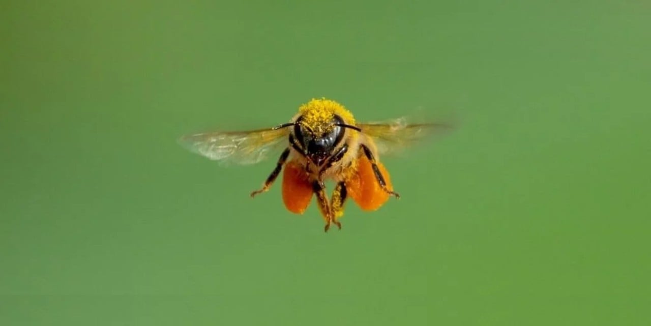 Bal arılarının ayna yada yansıyan herhangi bir zemin üzerinde neden uçamadığı belli oldu