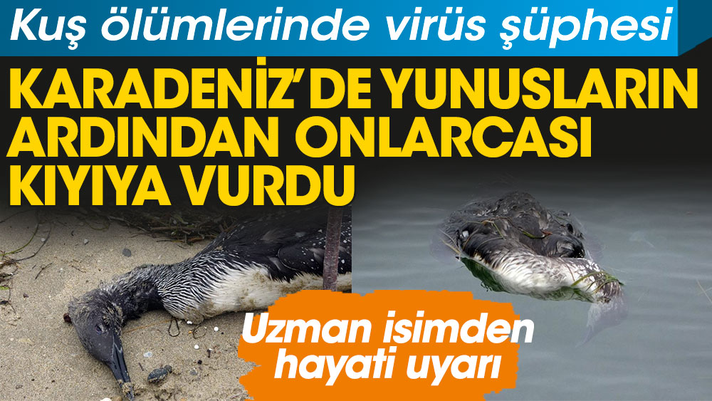Karadeniz'deki yunusların ardından onlarca kuş ölüsü kıyıya vurdu. Uzman isimden hayati uyarı