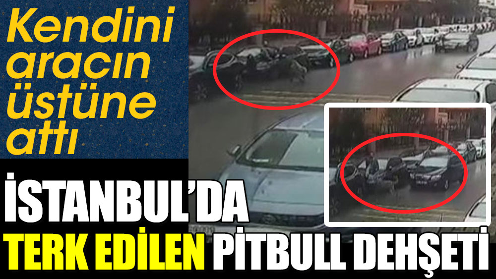 İstanbul'da terk edilen pitbull dehşeti