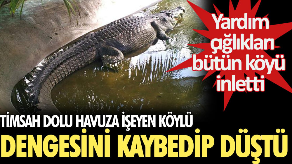 Timsah dolu havuza işerken dengesini kaybedip düştü