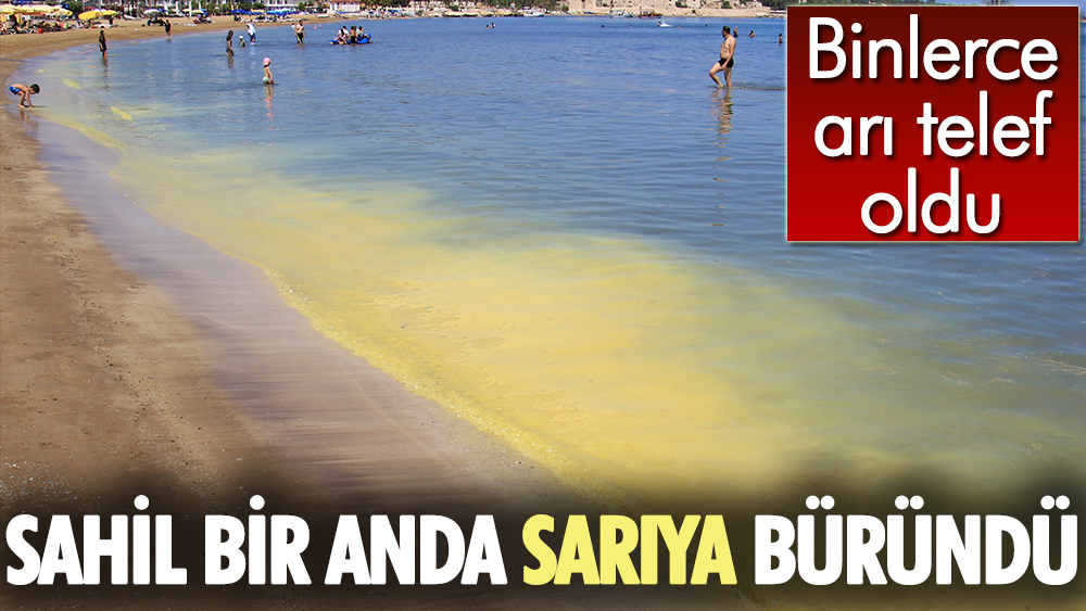 Mersin'de korkutan görüntü: Kızkalesi sahili başta olmak üzere birçok bölgede sahil sarıya büründü, binlerce arı telef oldu