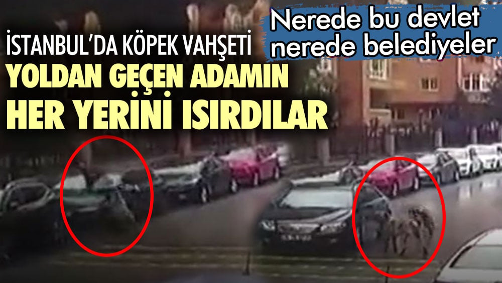 İstanbul'da köpek vahşeti! Yoldan geçen adamın her yerini ısırdılar... Nerede bu devlet, nerede bu belediyeler