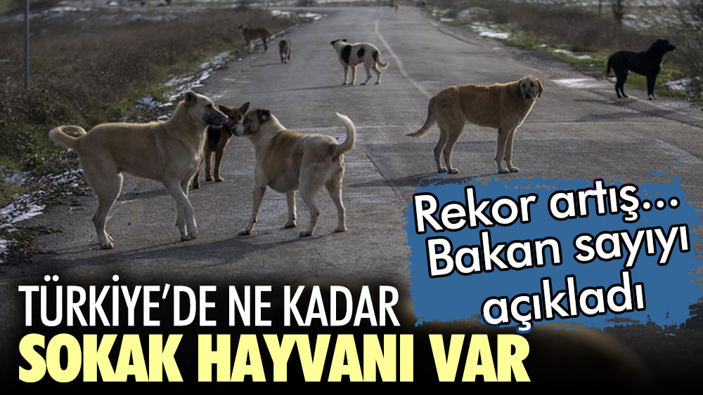 Türkiye'de ne kadar sokak hayvanı var? Bakan sayıyı açıkladı