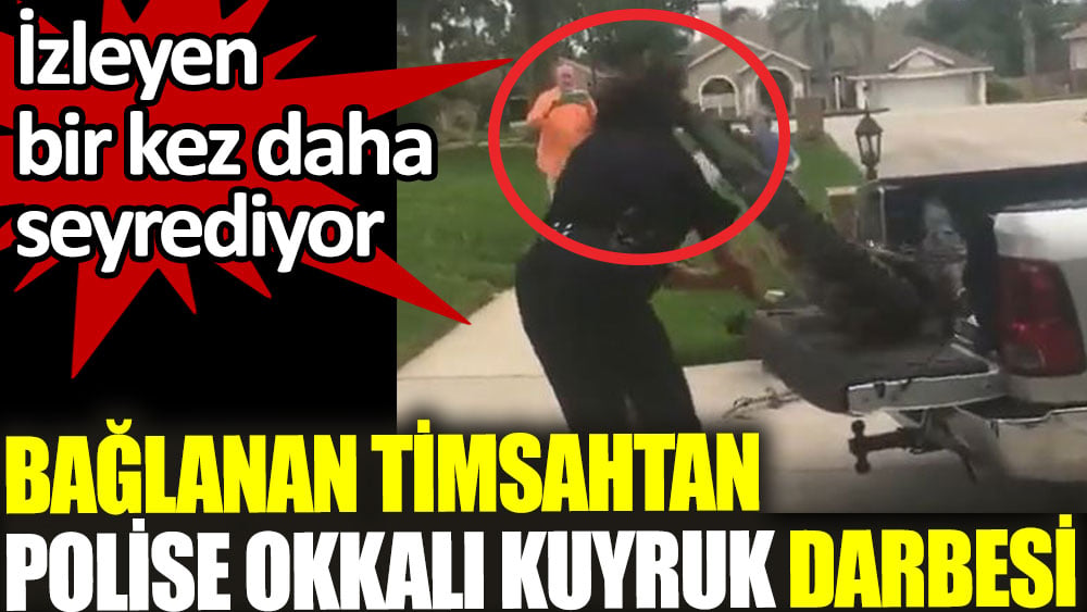 Bağlanan timsahtan polise okkalı kuyruk darbesi