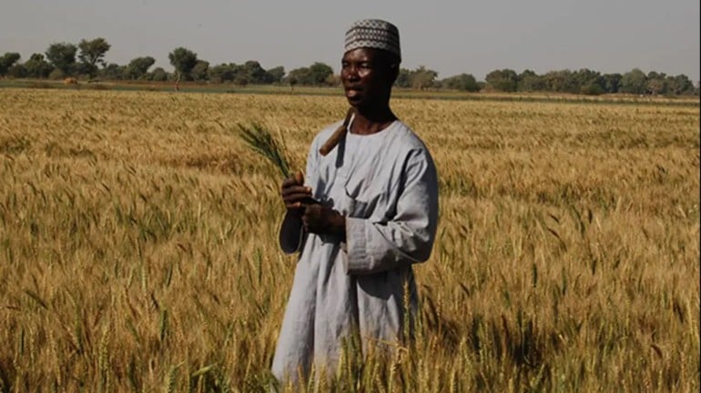 Rusya-Ukrayna savaşı Afrika'da buğday fiyatlarını vurdu