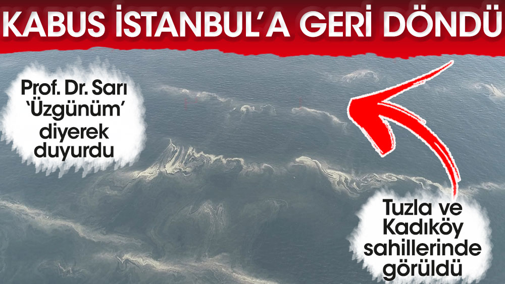 Kabus İstanbul'a geri döndü! Tuzla ve Kadıköy sahillerinde görüldü…