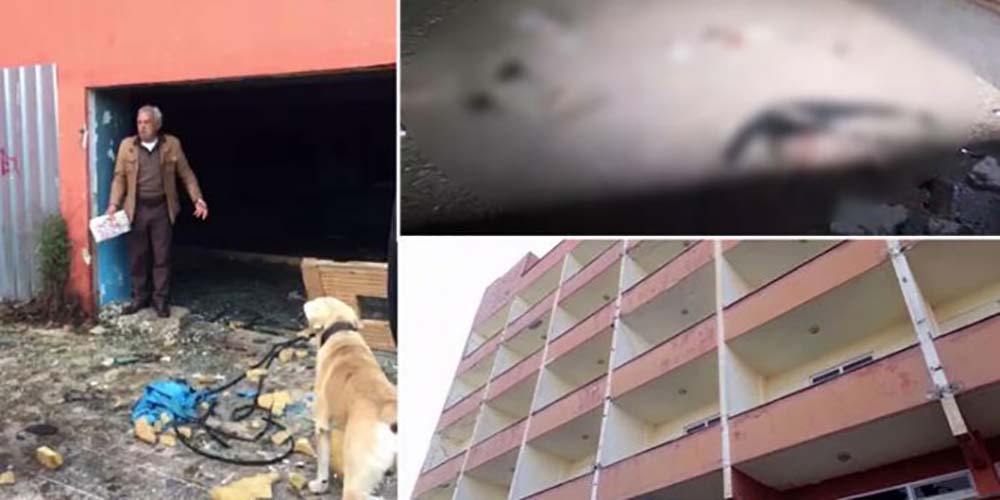 Şile'de eski otelin havuzu sokak hayvanlarına ölüm tuzağı oldu