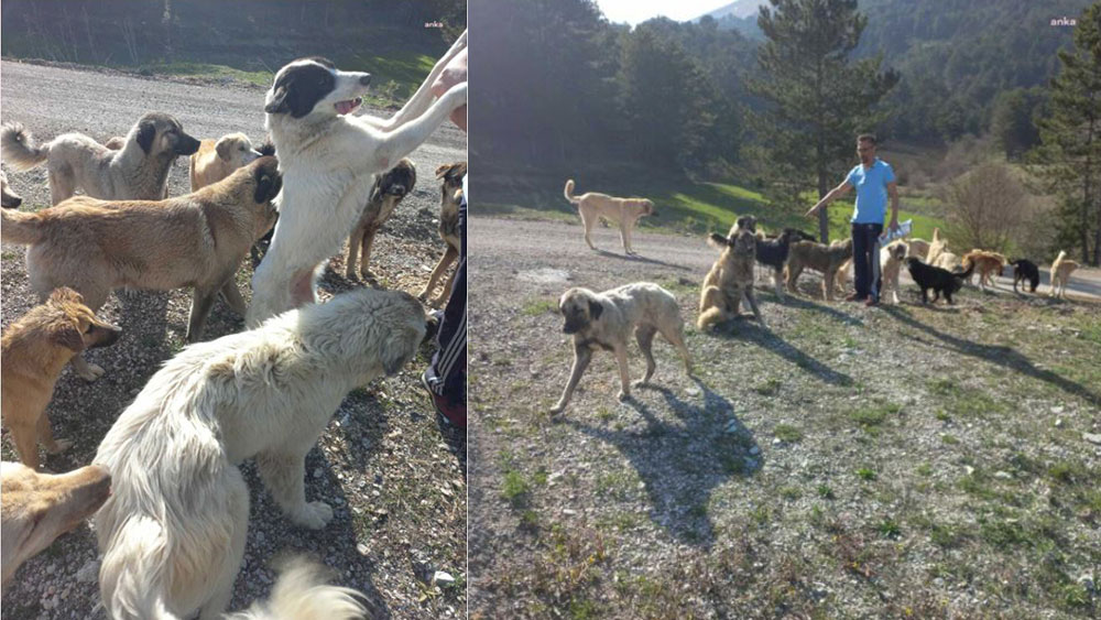 Terk edilen 150'den fazla köpek aç ve susuz halde bulundu