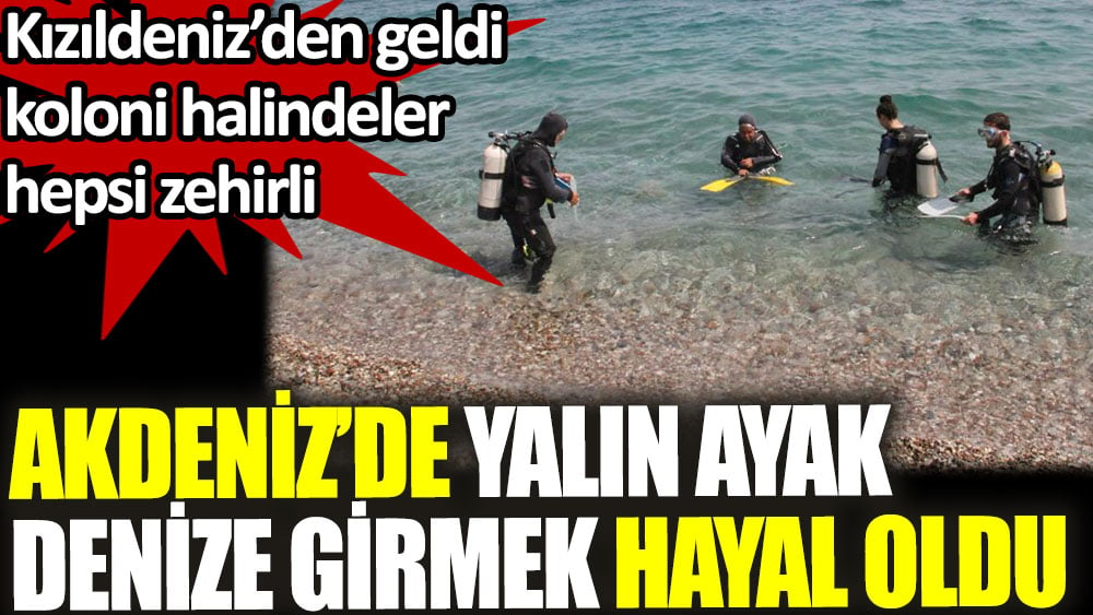 Zehirli kestaneler koloni halinde görüntülendi. Akdeniz'de yalın ayak denize girmek hayal oldu