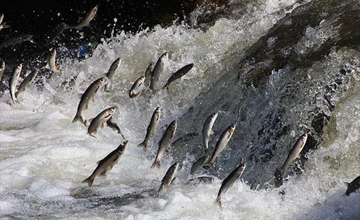 Van Gölü'nde martıların balık nöbeti. İnci Kefalinin göçü yaklaştı Martılar da Van Gölünü mesken tuttu