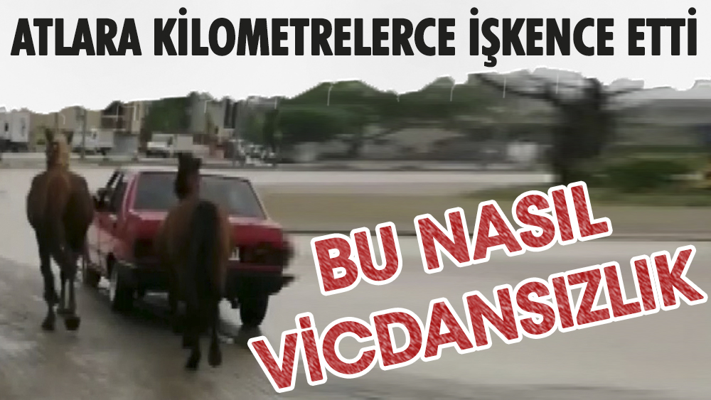 Atlara kilometrelerce işkence eden sürücü sosyal medyada büyük tepki toplayınca ceza yağdı