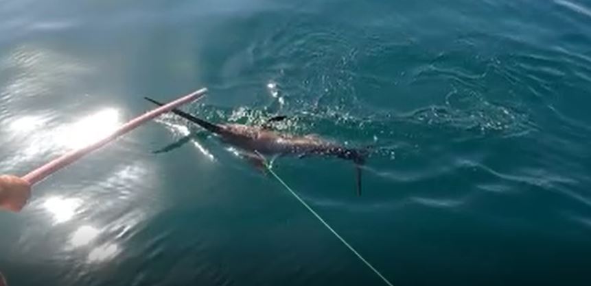 Kılıç balığı avı saniye saniye kamerada