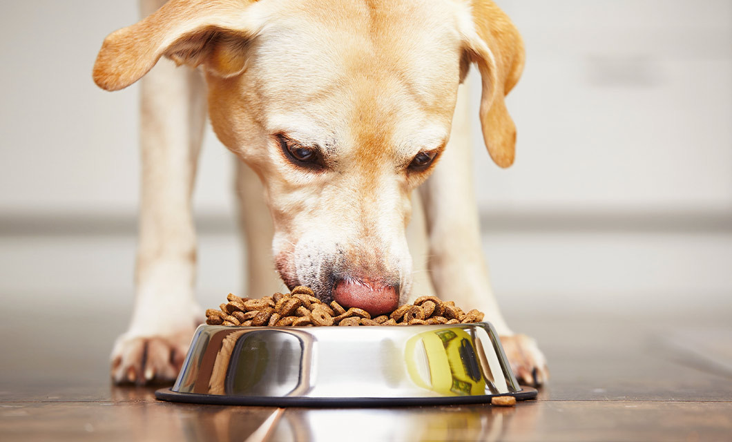 Köpekler günde kaç kez yemek yemeli? Bildiğiniz tüm doğruları unutun