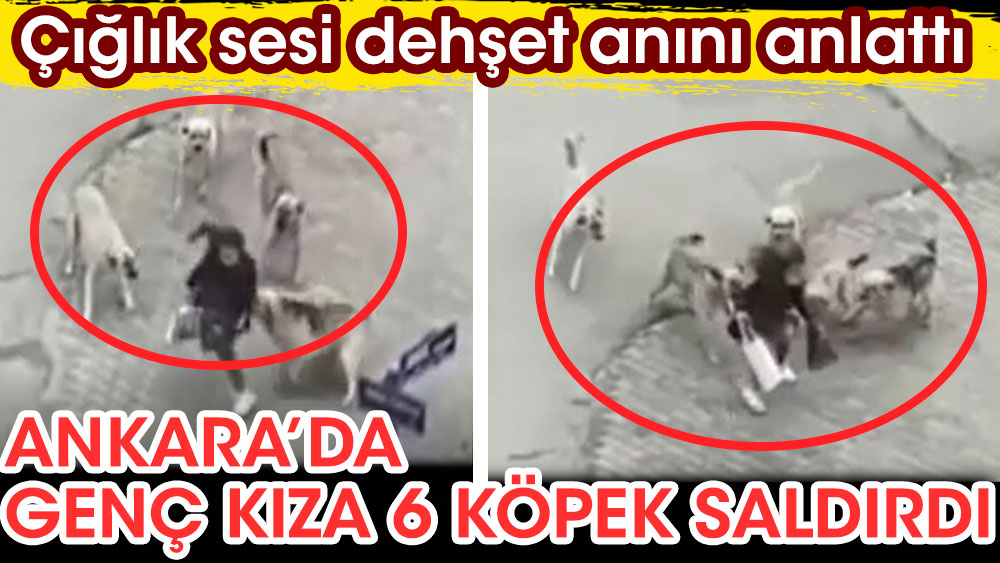 Ankara'da 6 köpek genç kıza saldırdı