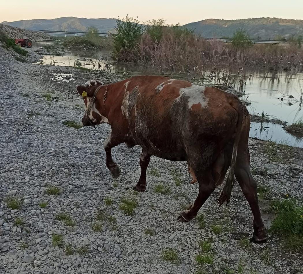 Nehirde balçığa saplanan inek kurtarıldı
