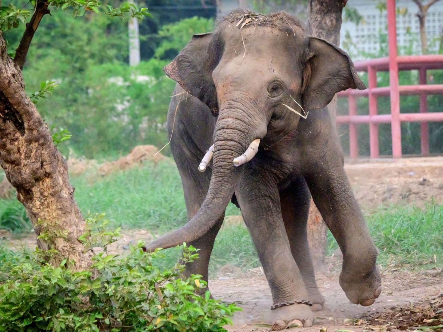 Zimbabve'de bu yıl 60 kişi fil saldırısında öldü