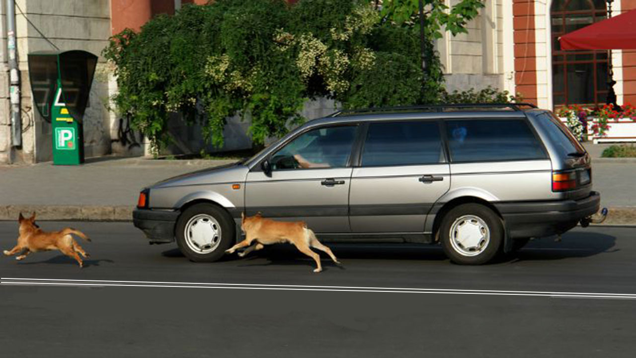 Köpekler neden motorlu taşıtların arkasından koşarken havlarlar?