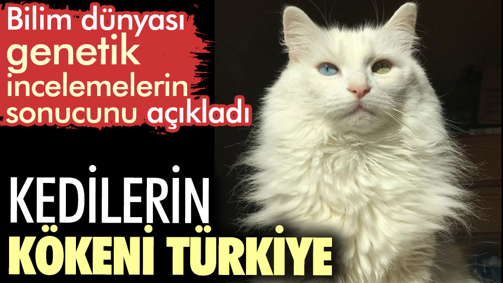 Kedilerin kökeni Türkiye